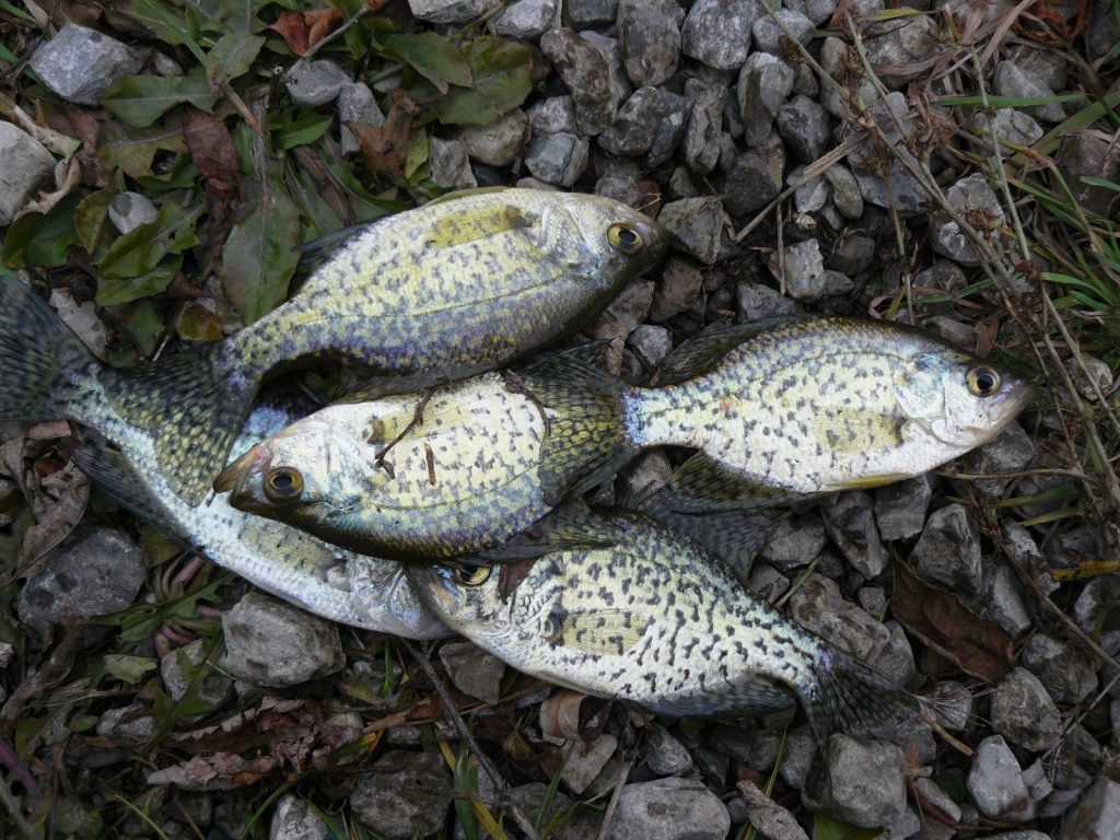 Tips for Crappie Fishing – Boating Articles Your Boating Guide