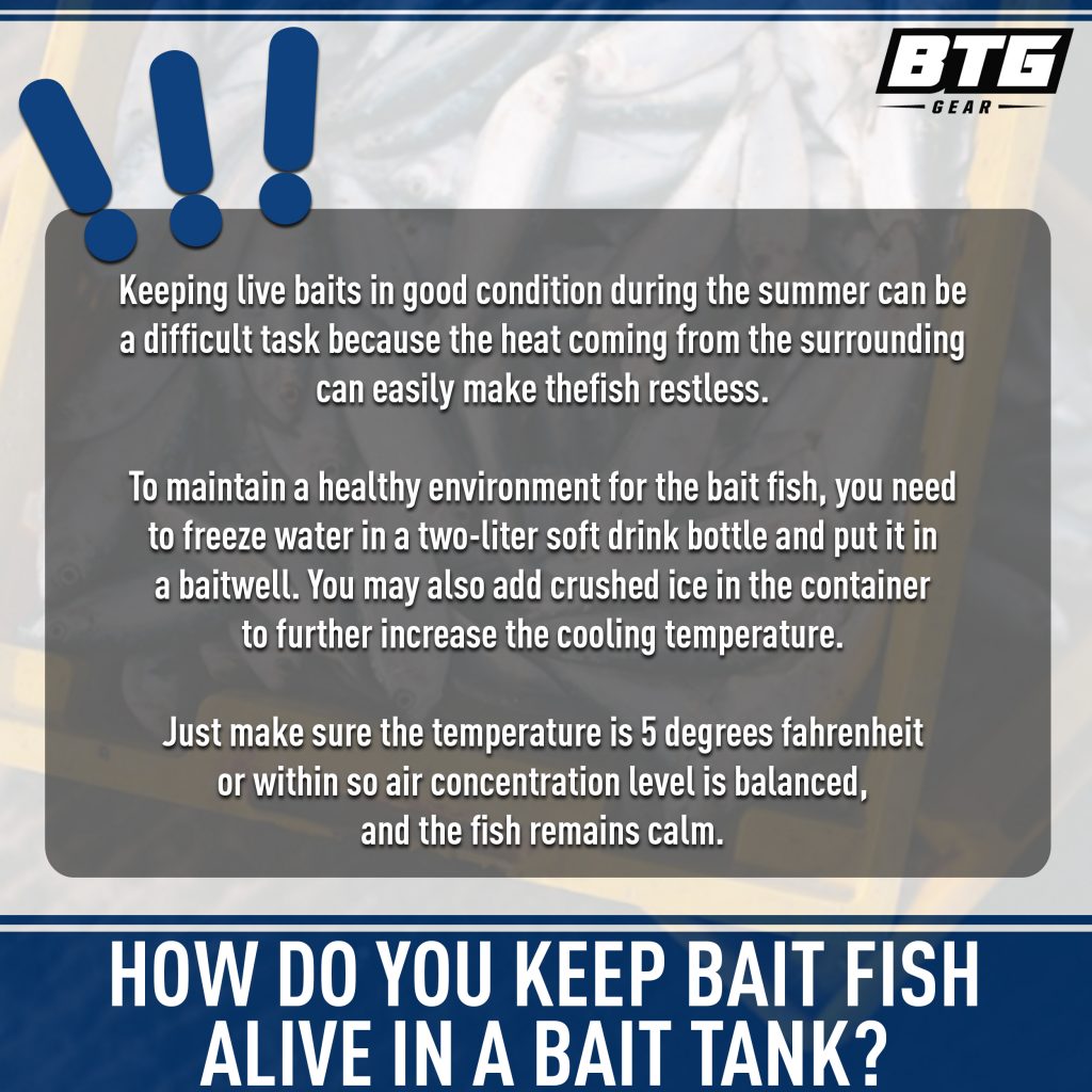 how to keep bait fish alive