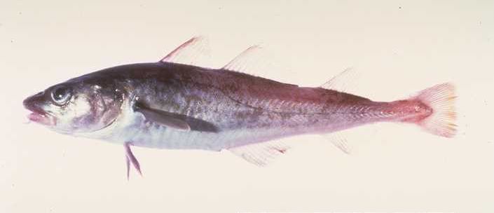 a pacific cod fish.