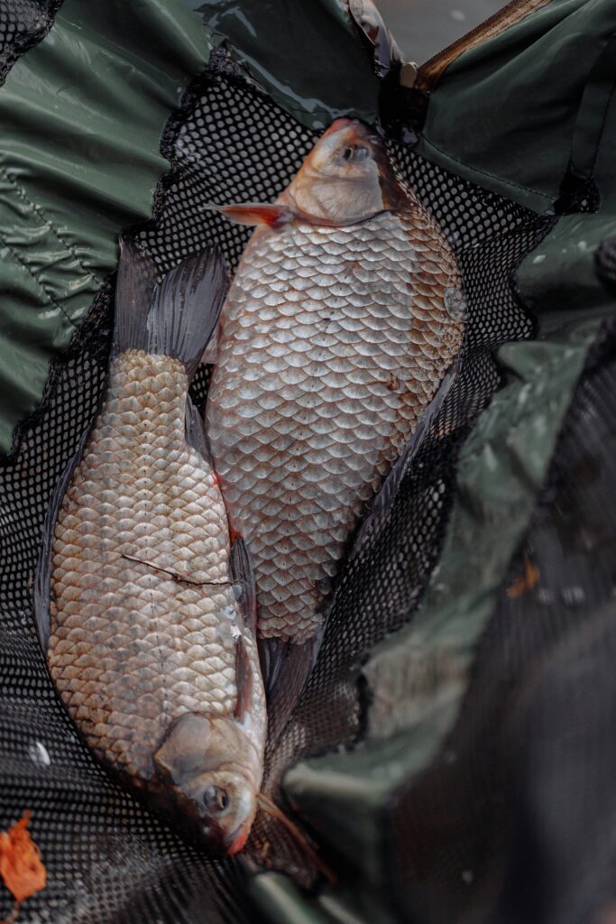 a bag filled with fish